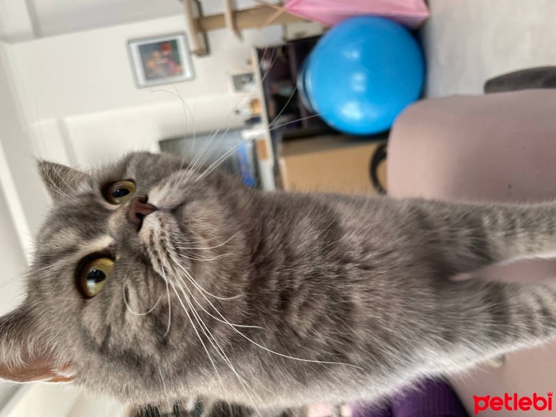 British Shorthair, Kedi  Suzi fotoğrafı