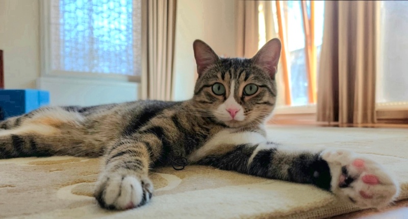 Siyam Kedisi, Kedi  Metin fotoğrafı
