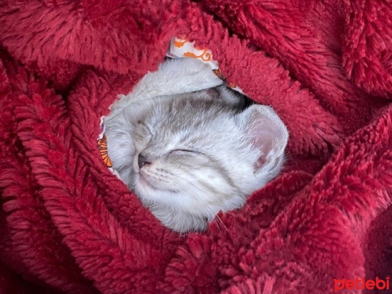 Sibirya Kedisi, Kedi  Sürmeli fotoğrafı