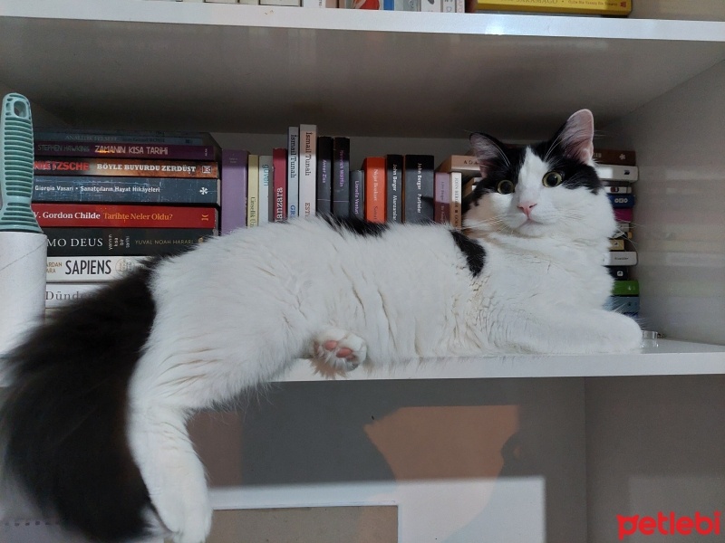 Tuxedo (Smokin) Kedi, Kedi  Arya fotoğrafı