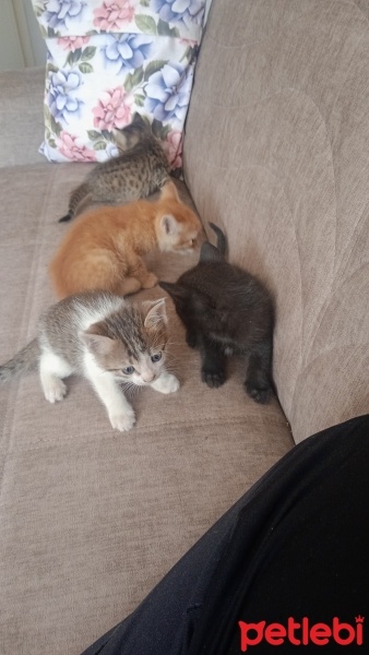 Tekir Kedi, Kedi  Ad koymadım fotoğrafı
