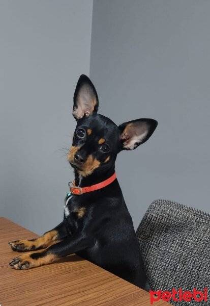 Minyatür Pinscher, Köpek  ZEYTİN fotoğrafı