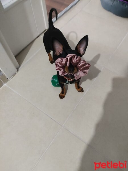 Minyatür Pinscher, Köpek  ZEYTİN fotoğrafı