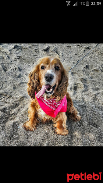 Amerikan Cocker Spaniel, Köpek  Bobi fotoğrafı
