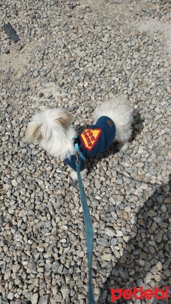 Maltese, Köpek  Kaju fotoğrafı