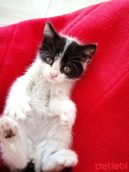 Tekir Kedi, Kedi  Bulut fotoğrafı