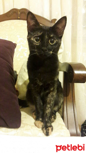 Tekir Kedi, Kedi  Mira  fotoğrafı