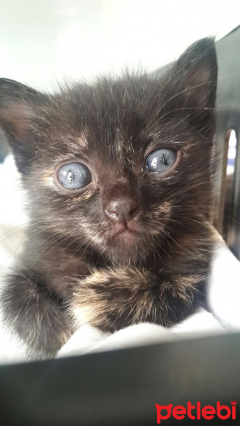 Tekir Kedi, Kedi  Mira  fotoğrafı