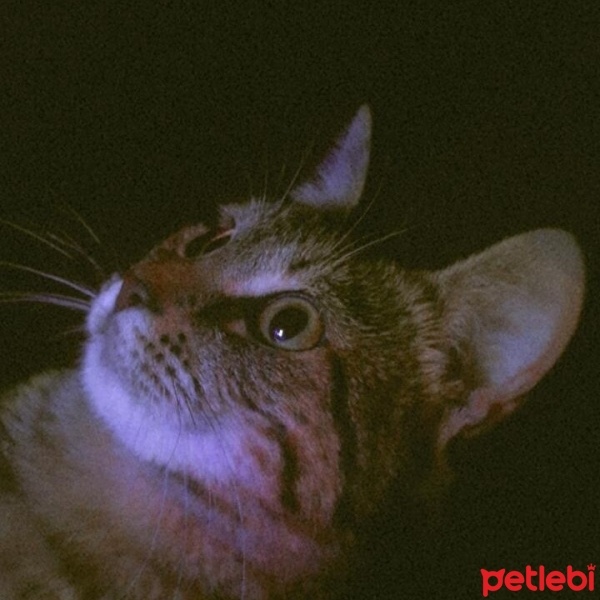 Tekir Kedi, Kedi  Şeker fotoğrafı