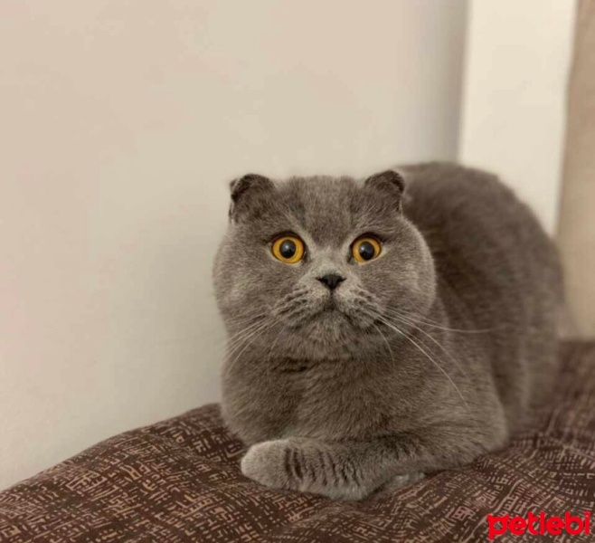 Scottish Fold, Kedi  Mia fotoğrafı