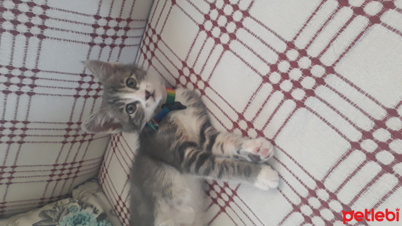 Tekir Kedi, Kedi  Pamuk fotoğrafı