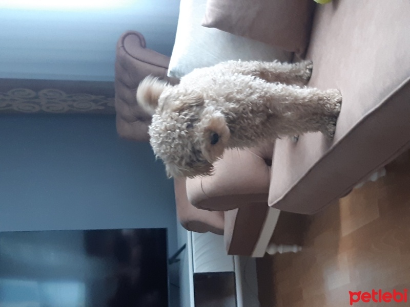Poodle(Standart Kaniş), Köpek  Leo fotoğrafı