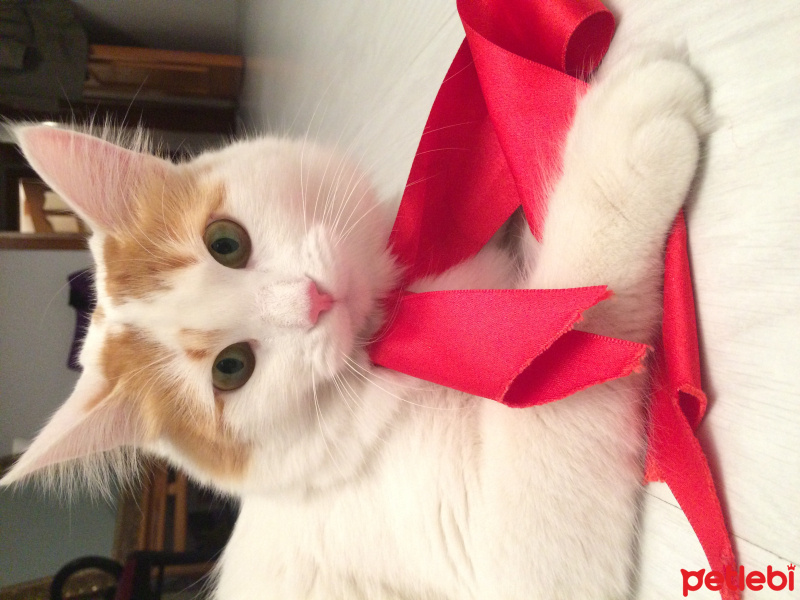 Ankara Kedisi, Kedi  Aspurçe fotoğrafı