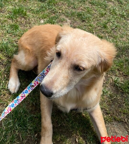 Golden Retriever, Köpek  Lora fotoğrafı