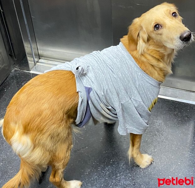 Golden Retriever, Köpek  Lora fotoğrafı