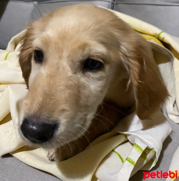 Golden Retriever, Köpek  Lora fotoğrafı