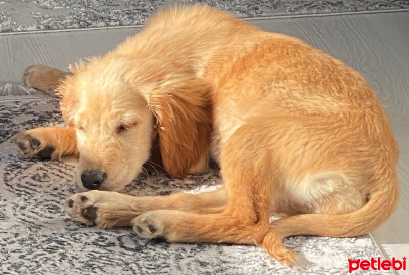 Golden Retriever, Köpek  Lora fotoğrafı