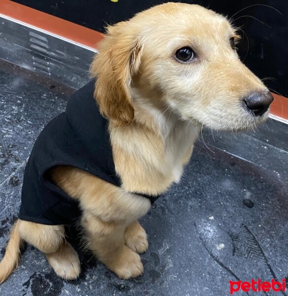 Golden Retriever, Köpek  Lora fotoğrafı