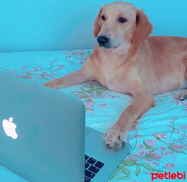 Golden Retriever, Köpek  Lora fotoğrafı