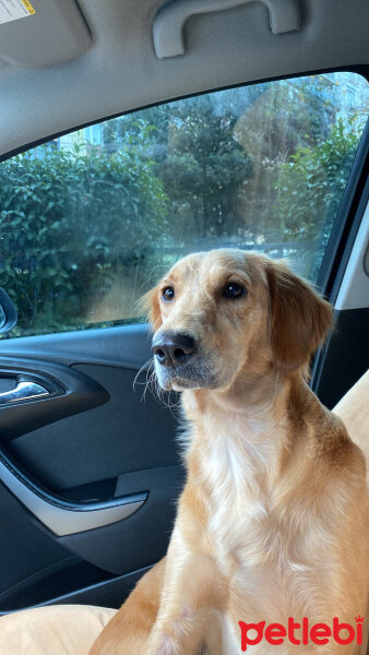 Golden Retriever, Köpek  Lora fotoğrafı