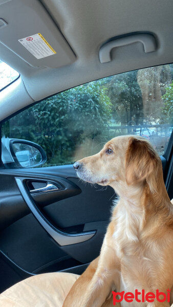 Golden Retriever, Köpek  Lora fotoğrafı