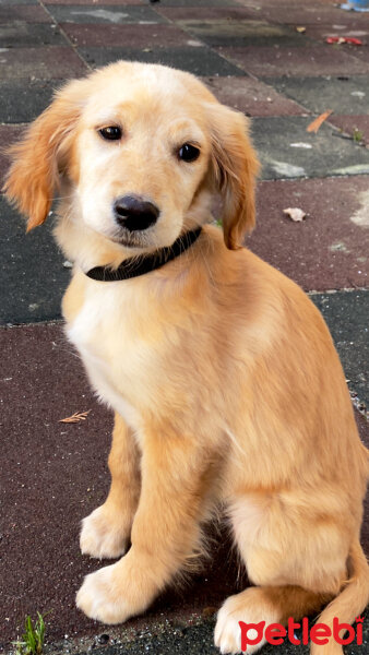 Golden Retriever, Köpek  Lora fotoğrafı