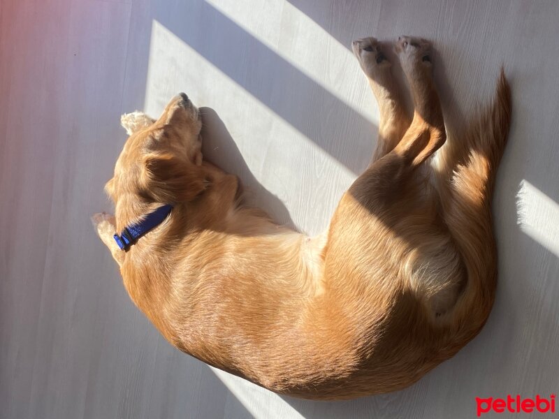 Golden Retriever, Köpek  Lora fotoğrafı