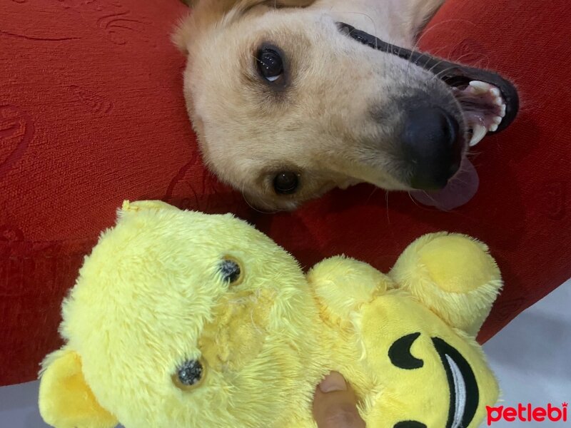 Golden Retriever, Köpek  Lora fotoğrafı