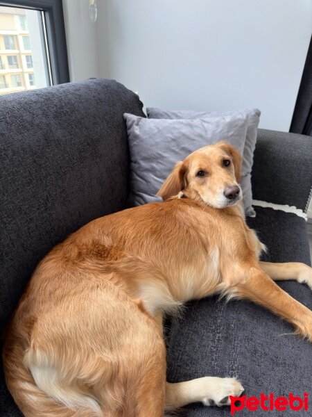 Golden Retriever, Köpek  Lora fotoğrafı