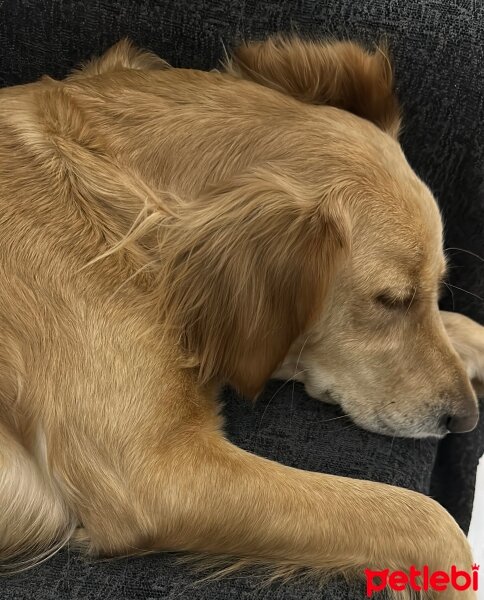 Golden Retriever, Köpek  Lora fotoğrafı