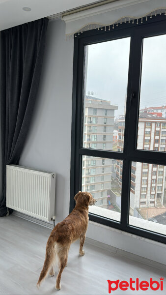 Golden Retriever, Köpek  Lora fotoğrafı