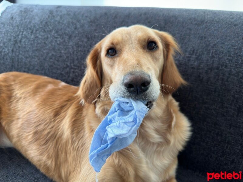 Golden Retriever, Köpek  Lora fotoğrafı