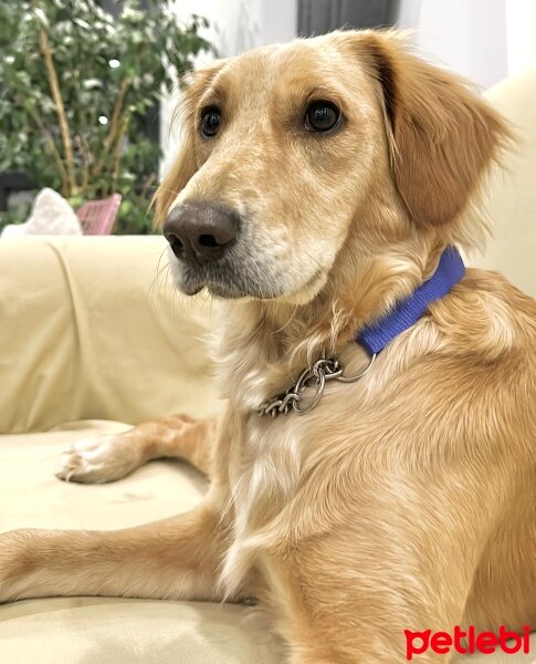 Golden Retriever, Köpek  Lora fotoğrafı