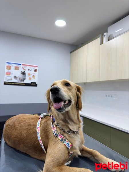 Golden Retriever, Köpek  Lora fotoğrafı