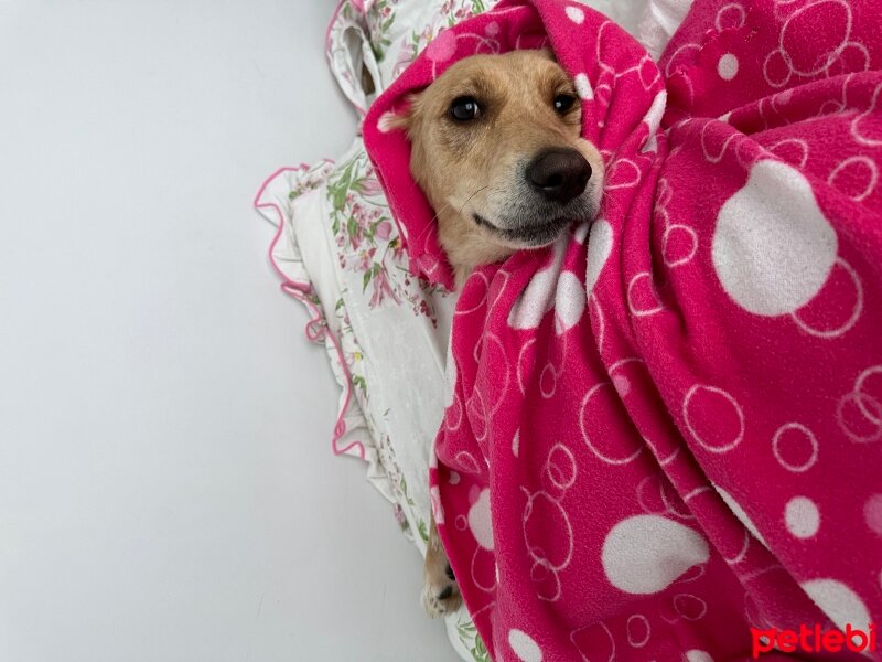 Golden Retriever, Köpek  Lora fotoğrafı