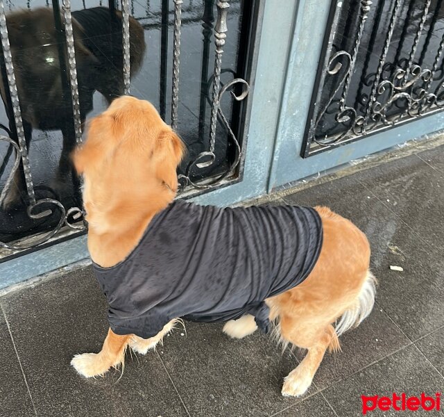 Golden Retriever, Köpek  Lora fotoğrafı