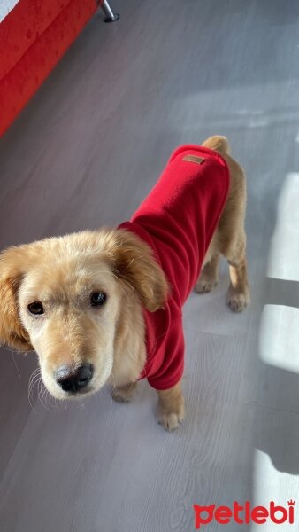 Golden Retriever, Köpek  Lora fotoğrafı