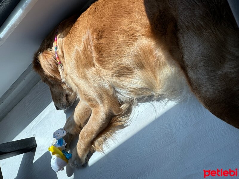 Golden Retriever, Köpek  Lora fotoğrafı