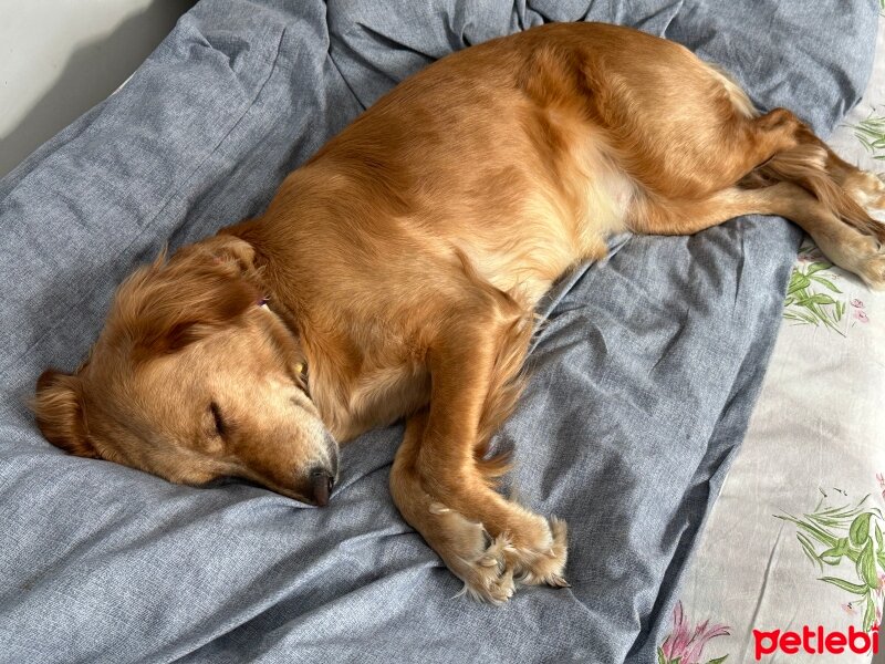 Golden Retriever, Köpek  Lora fotoğrafı