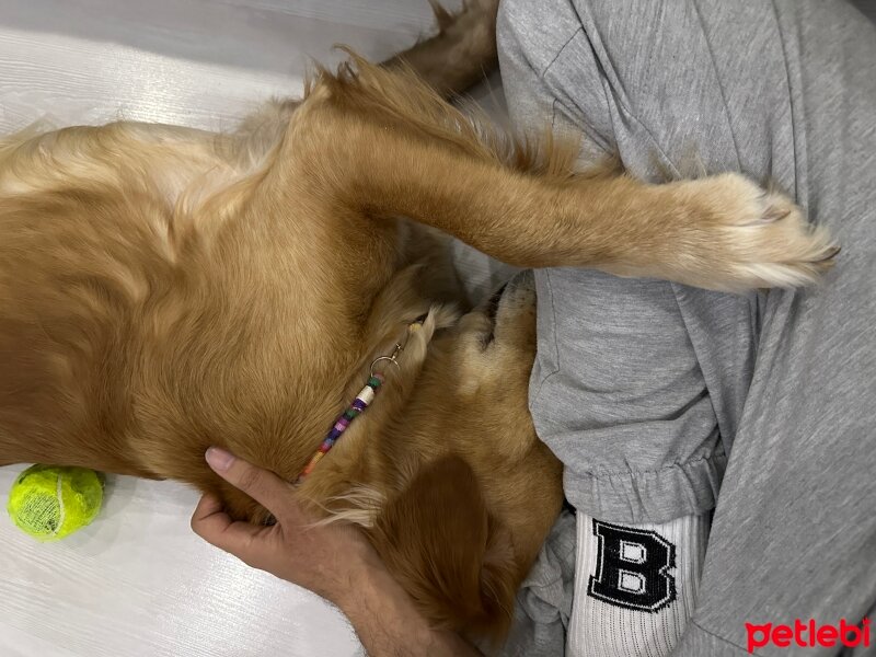 Golden Retriever, Köpek  Lora fotoğrafı