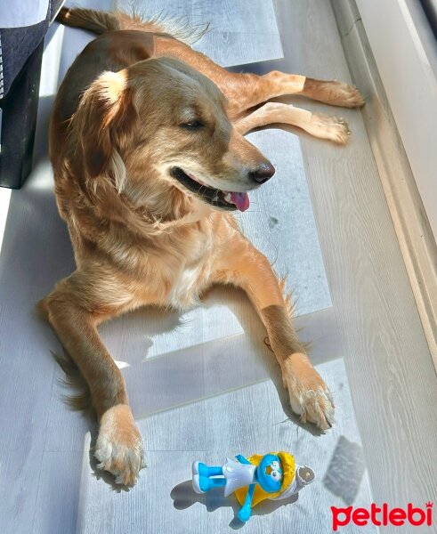 Golden Retriever, Köpek  Lora fotoğrafı