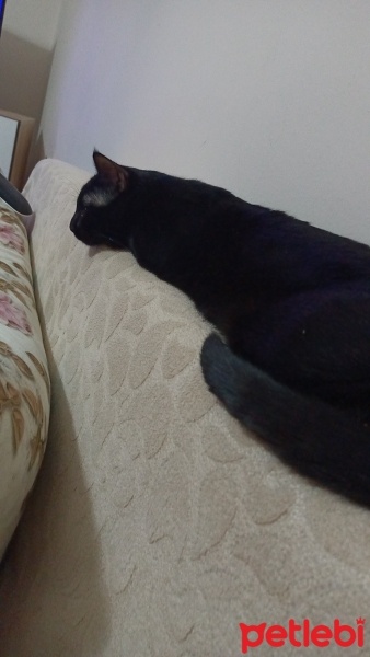 Tekir Kedi, Kedi  Paşa fotoğrafı