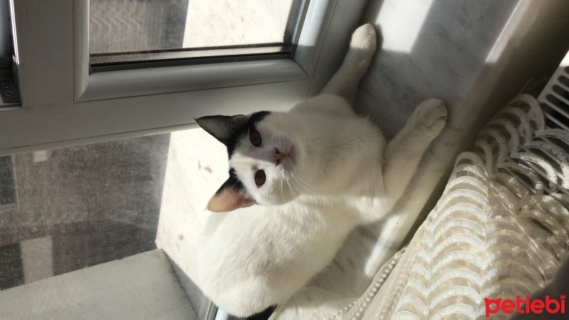 Tekir Kedi, Kedi  ponçik fotoğrafı