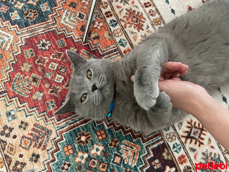 British Shorthair, Kedi  Duman fotoğrafı