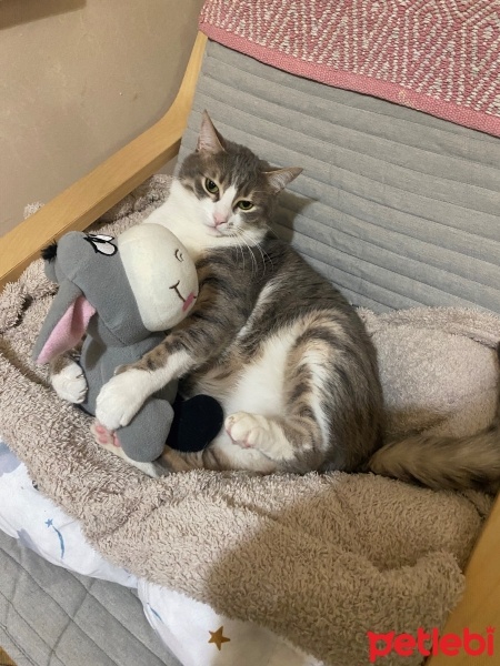 Tekir Kedi, Kedi  Mırmır fotoğrafı