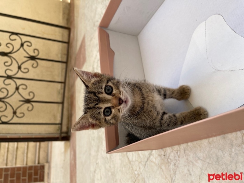 Tekir Kedi, Kedi  boncuk fotoğrafı