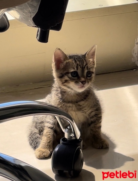 Tekir Kedi, Kedi  boncuk fotoğrafı