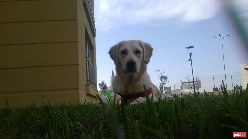 Golden Retriever, Köpek  Şila fotoğrafı