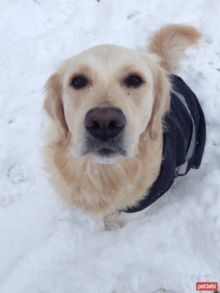 Golden Retriever, Köpek  Şila fotoğrafı