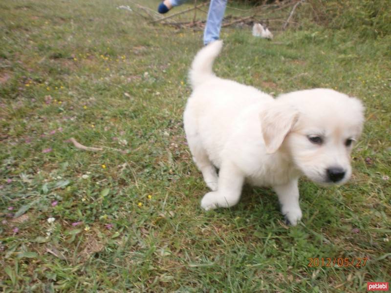 Golden Retriever, Köpek  Şila fotoğrafı